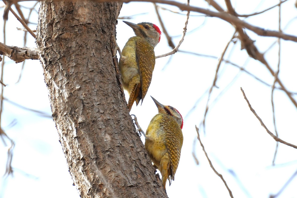 Fine-spotted Woodpecker - ML615203548