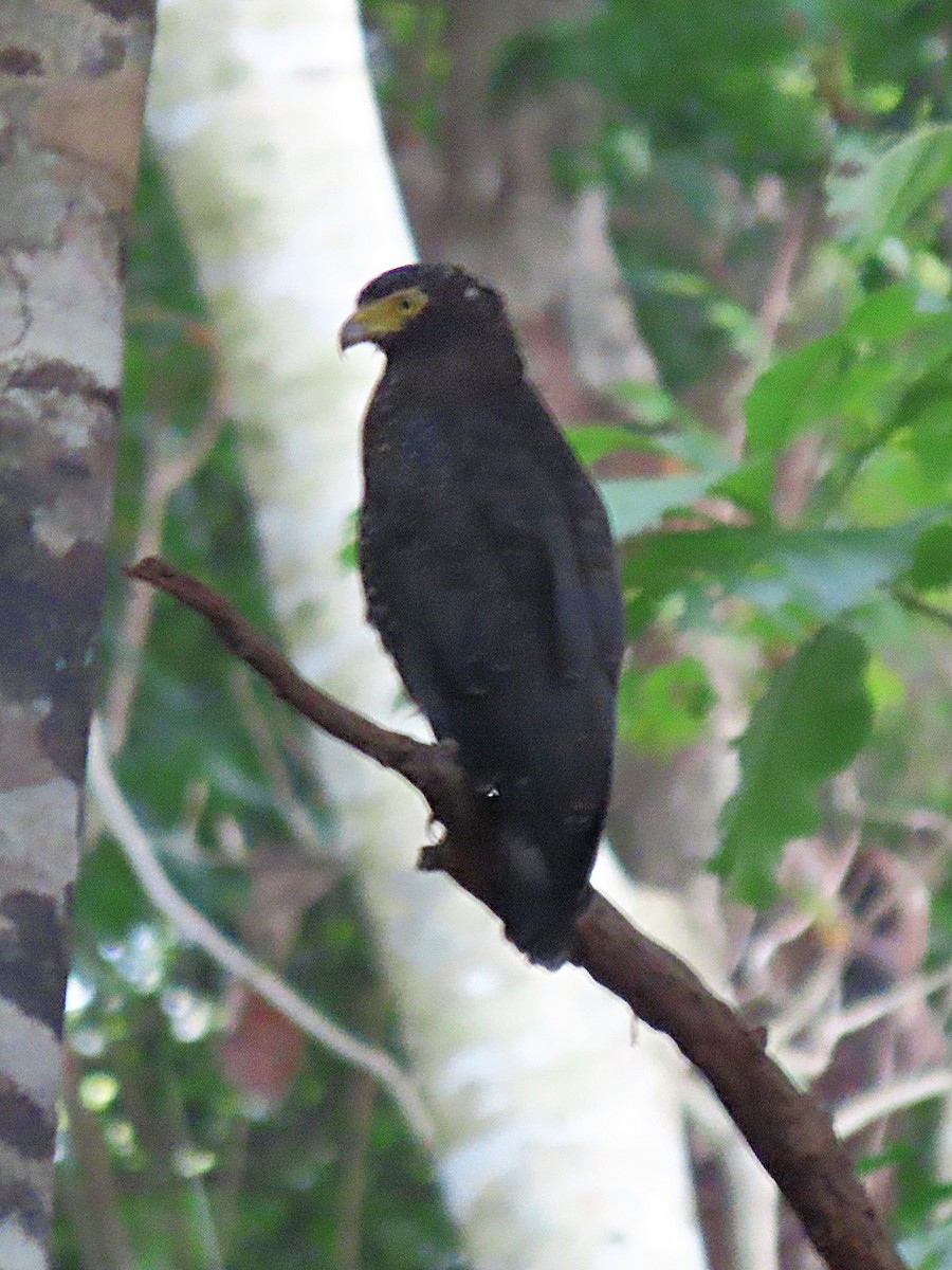 Andaman Serpent-Eagle - ML615203727
