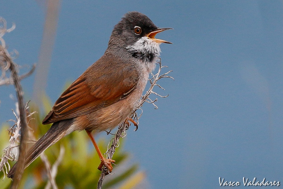 Spectacled Warbler - ML615203793