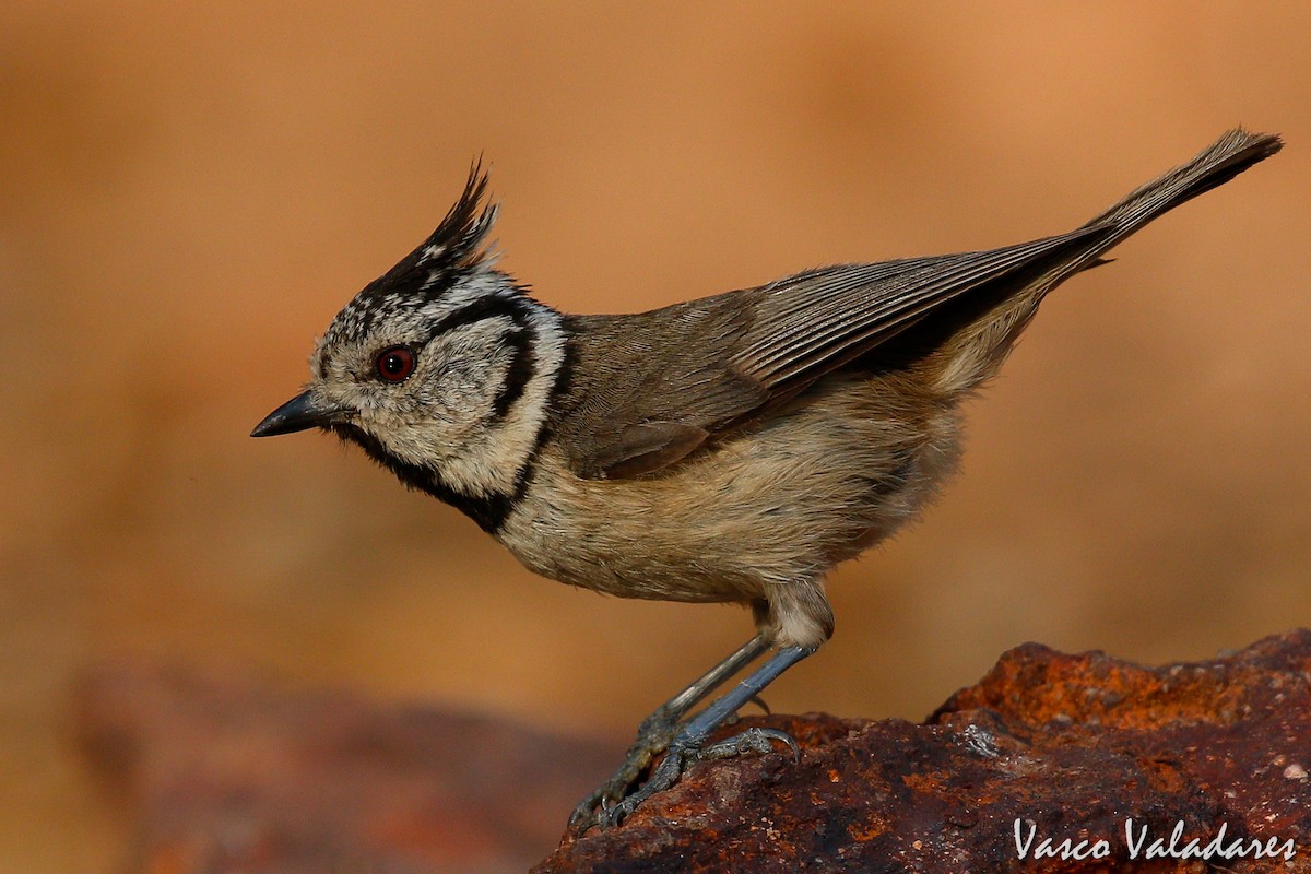 Crested Tit - ML615203966