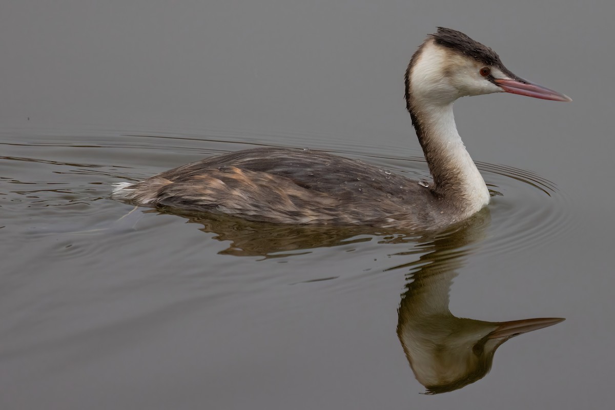 Great Crested Grebe - ML615203968