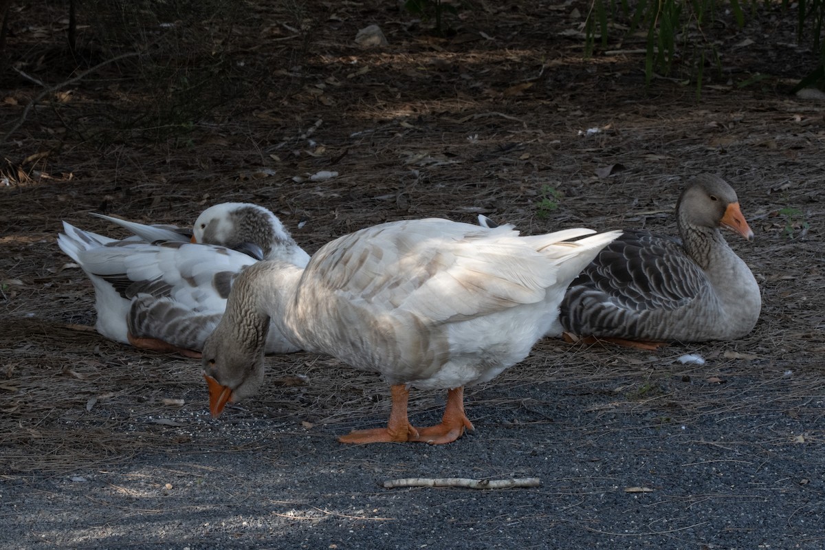 Domestic goose sp. (Domestic type) - ML615203969