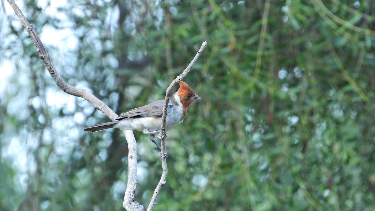 Red-crested Cardinal - ML615204018