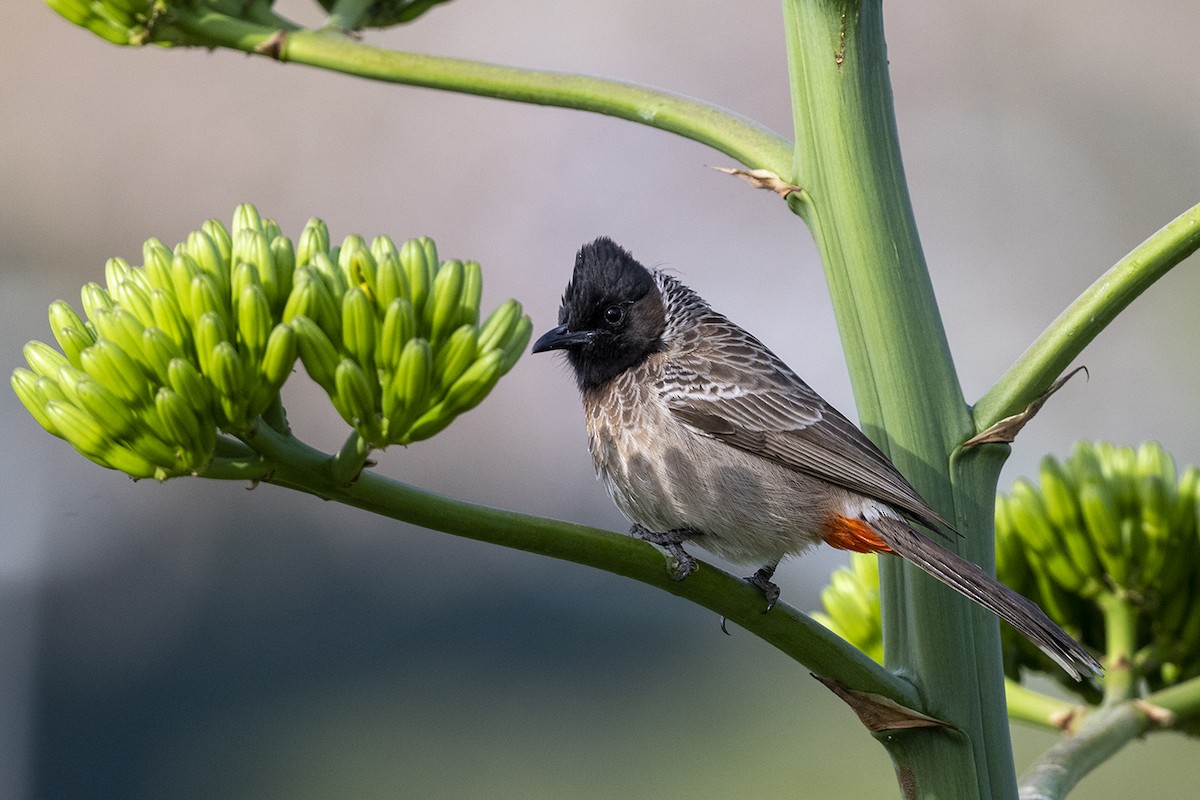 Red-vented Bulbul - ML615204201