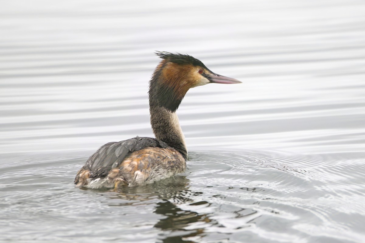 Great Crested Grebe - ML615204255