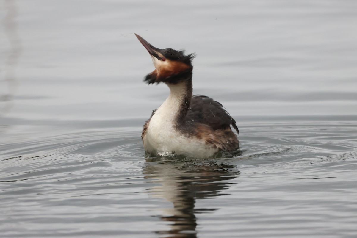 Great Crested Grebe - ML615204256