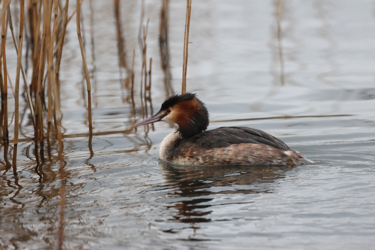 Great Crested Grebe - ML615204257