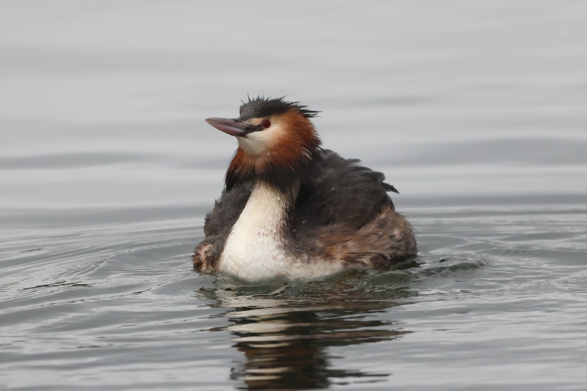 Great Crested Grebe - ML615204258