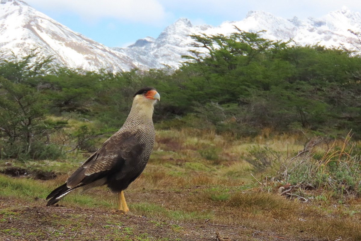 Crested Caracara (Southern) - ML615204325