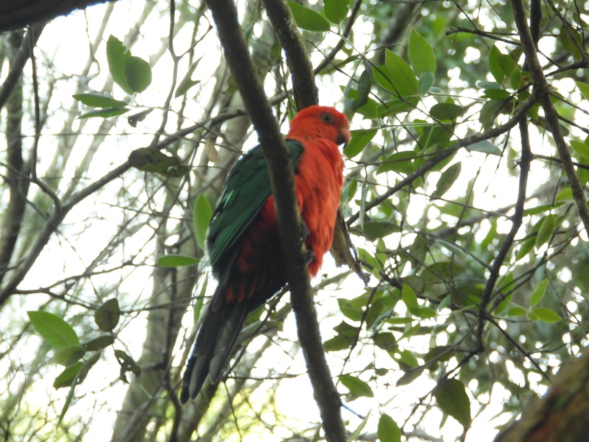 Australian King-Parrot - ML615204326