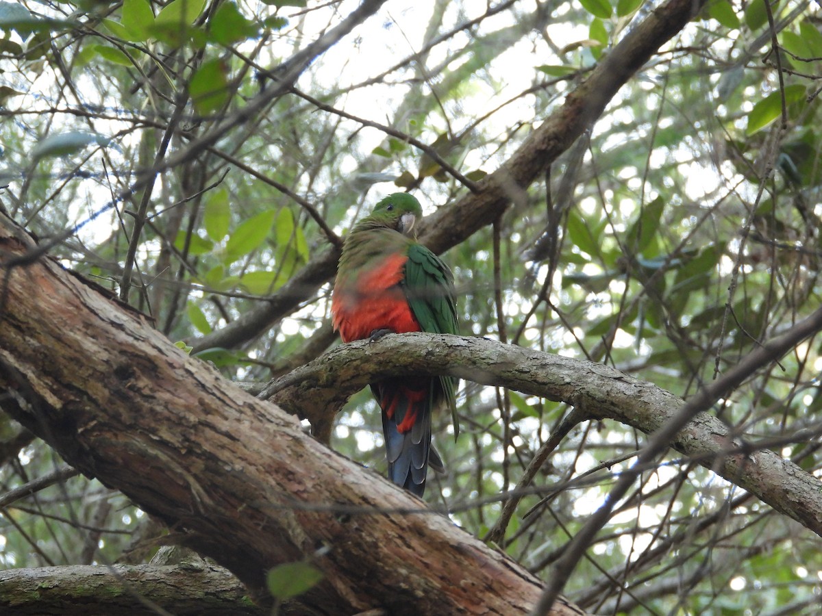 Australian King-Parrot - ML615204327