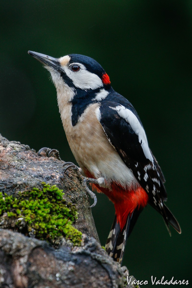 Great Spotted Woodpecker - ML615204339
