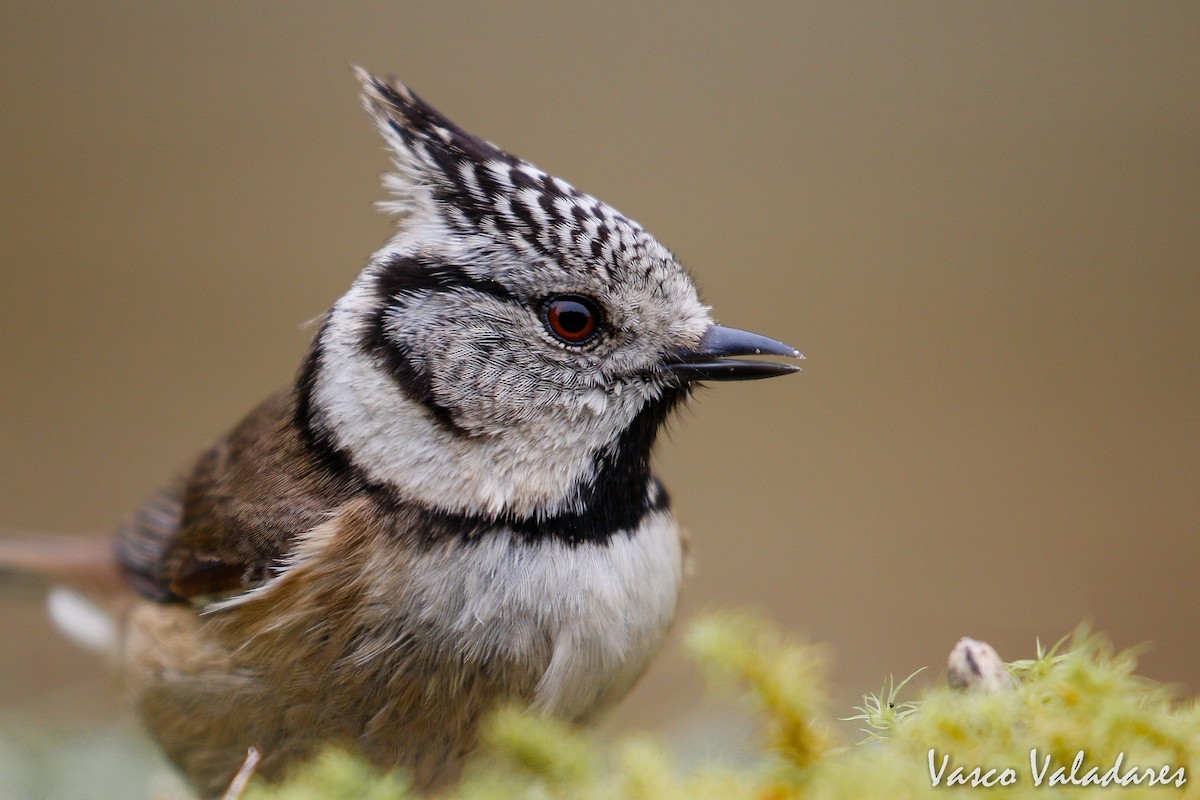 Crested Tit - ML615204350