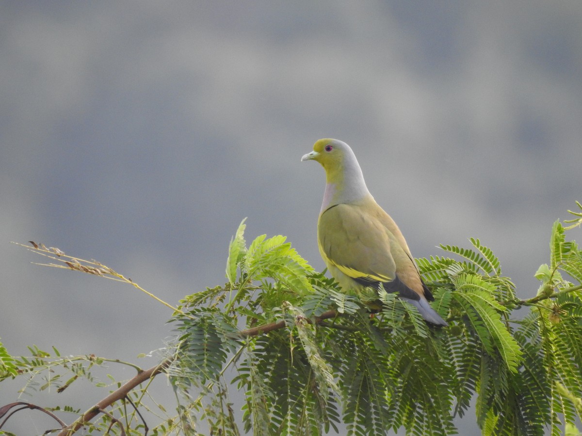 Yellow-footed Green-Pigeon - ML615204352