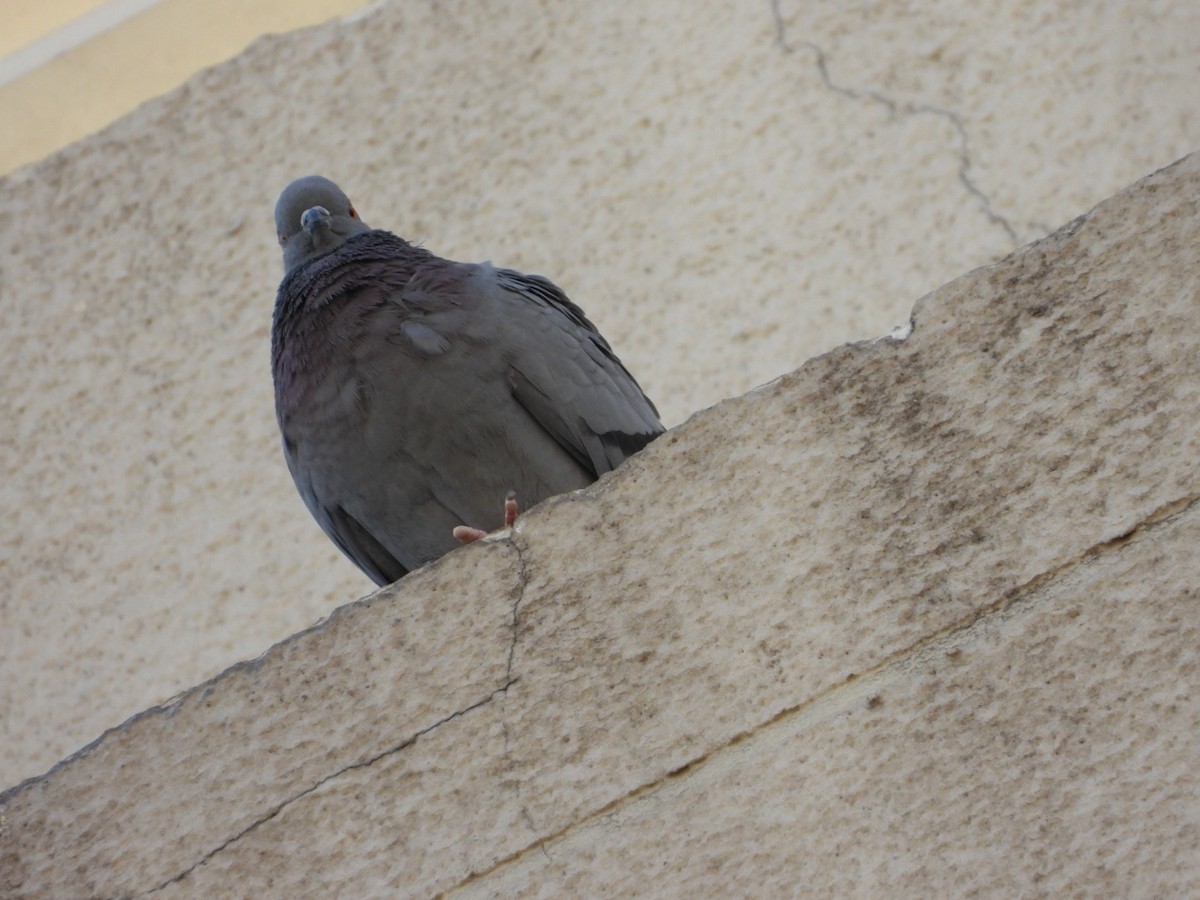 Rock Pigeon (Feral Pigeon) - ML615204354