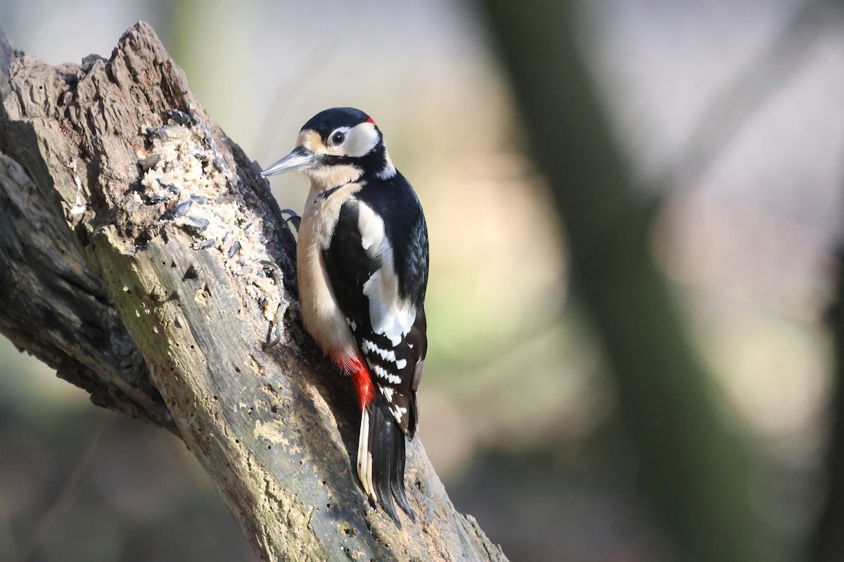 Great Spotted Woodpecker - ML615204355