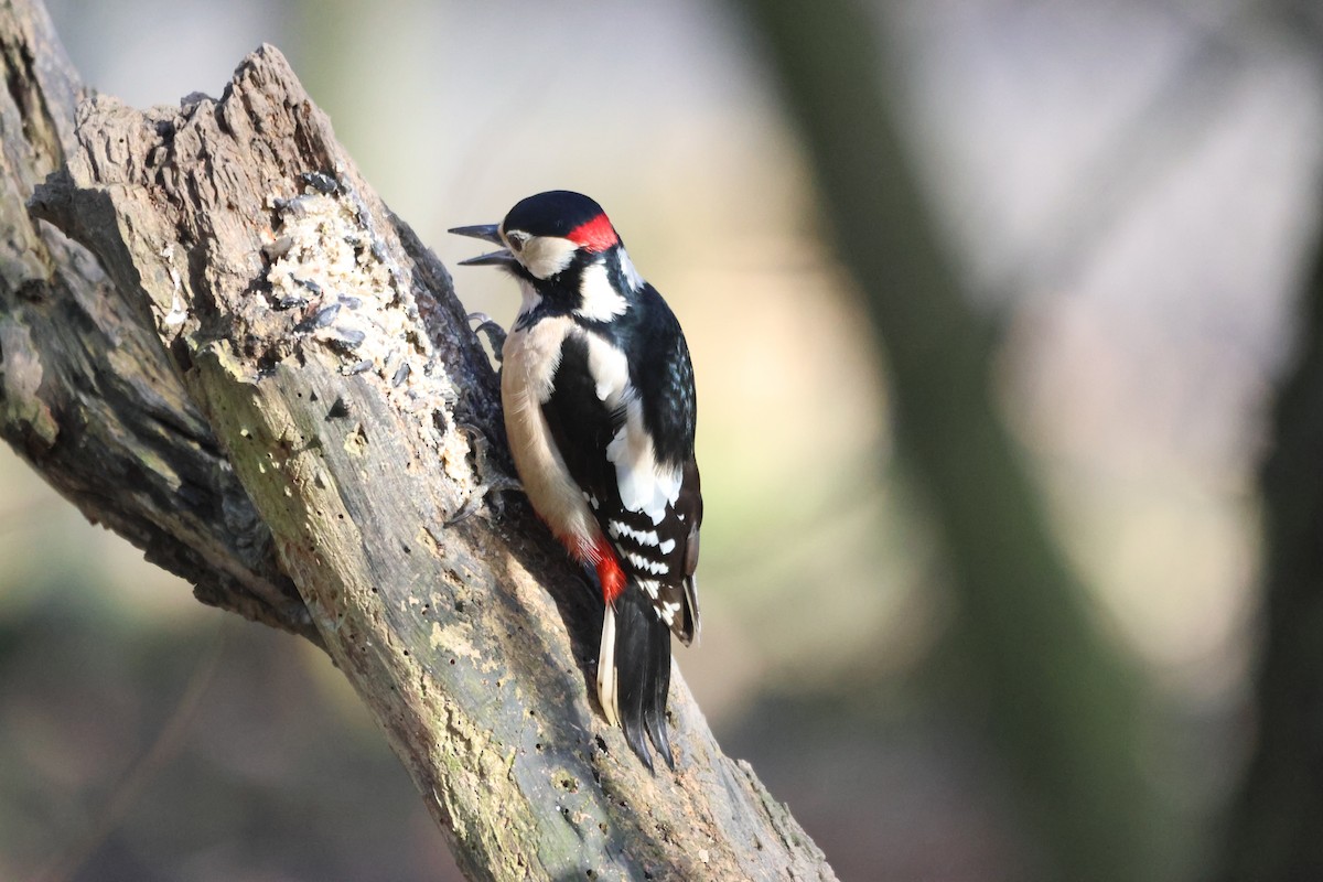 Great Spotted Woodpecker - ML615204356