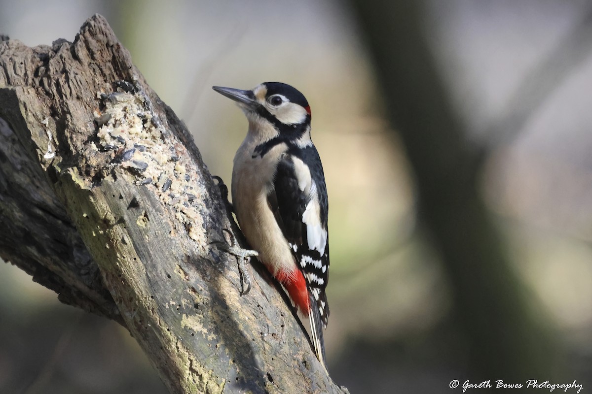 Great Spotted Woodpecker - ML615204357