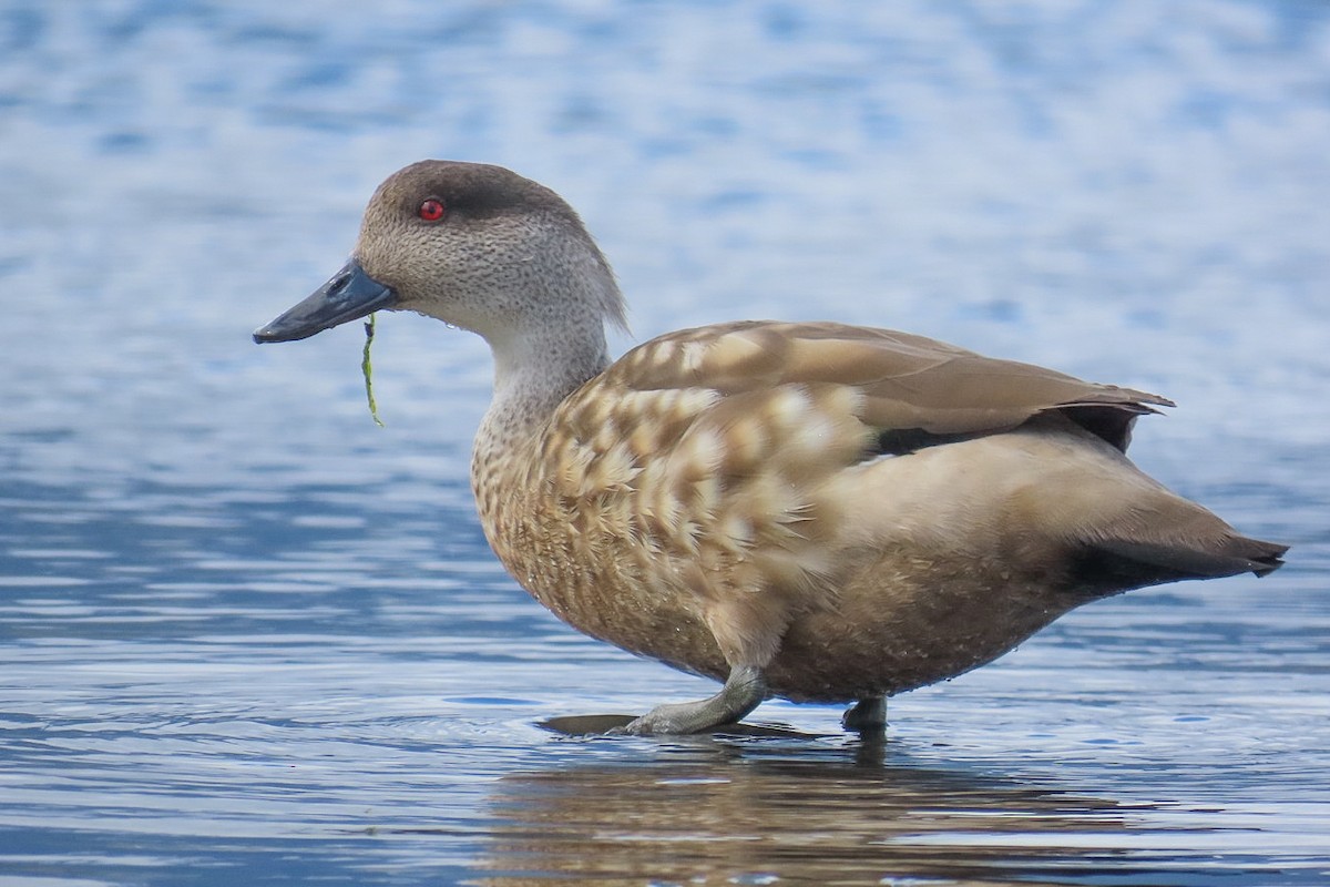 Crested Duck - ML615204425