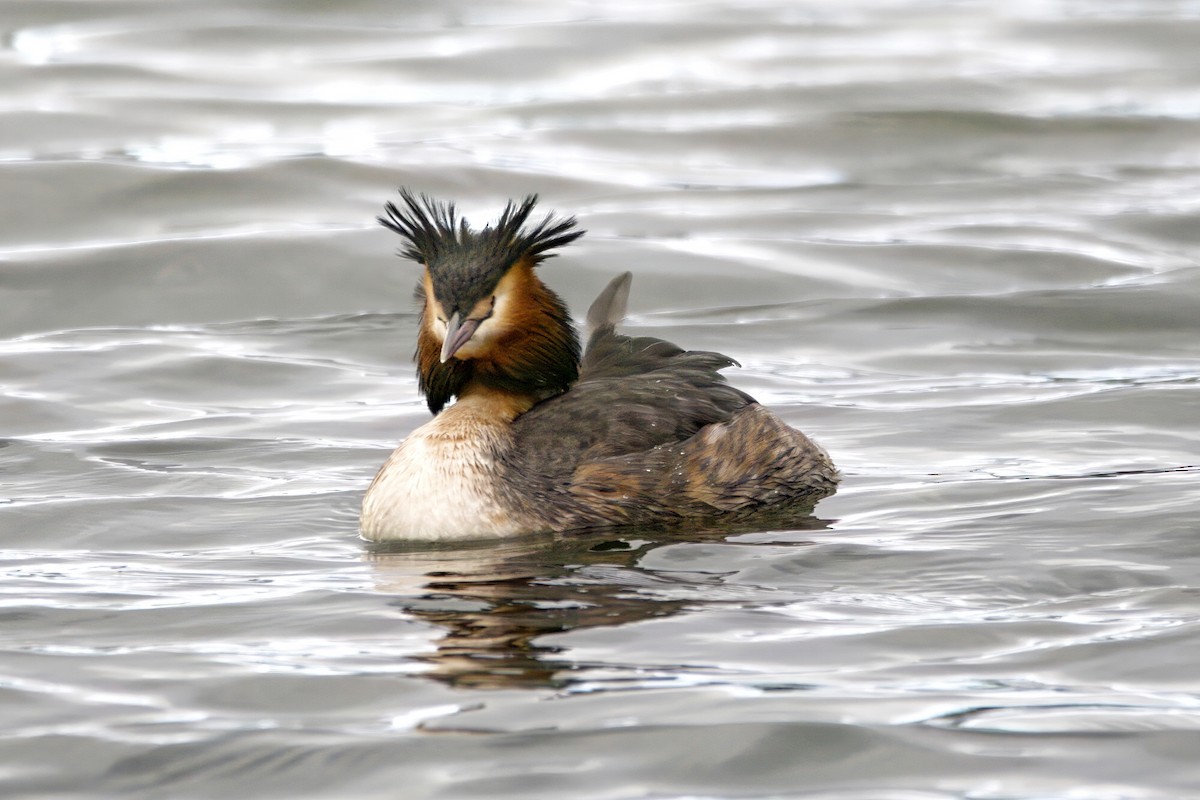 Great Crested Grebe - ML615204498
