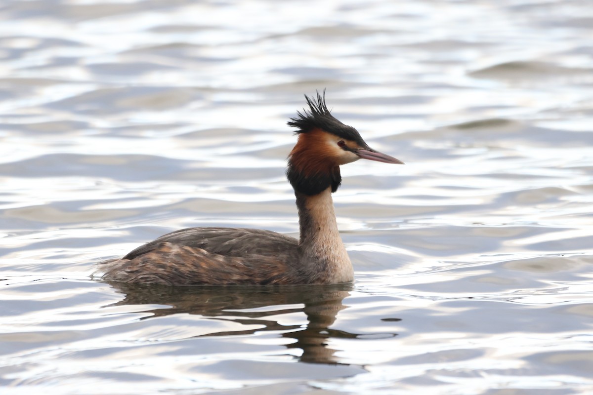Great Crested Grebe - ML615204499