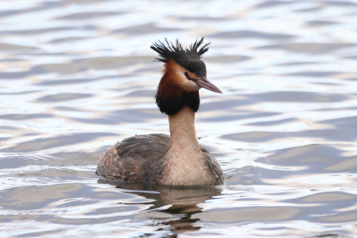 Great Crested Grebe - ML615204500