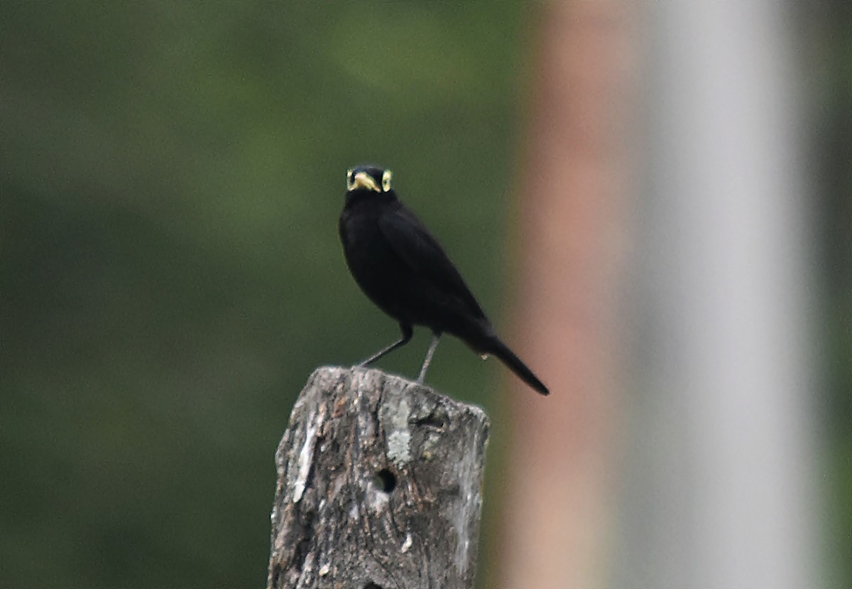 Spectacled Tyrant - ML615204685