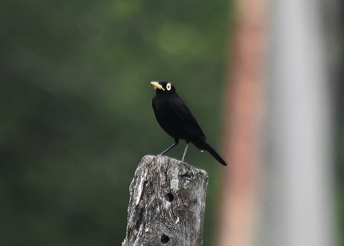 Spectacled Tyrant - ML615204686
