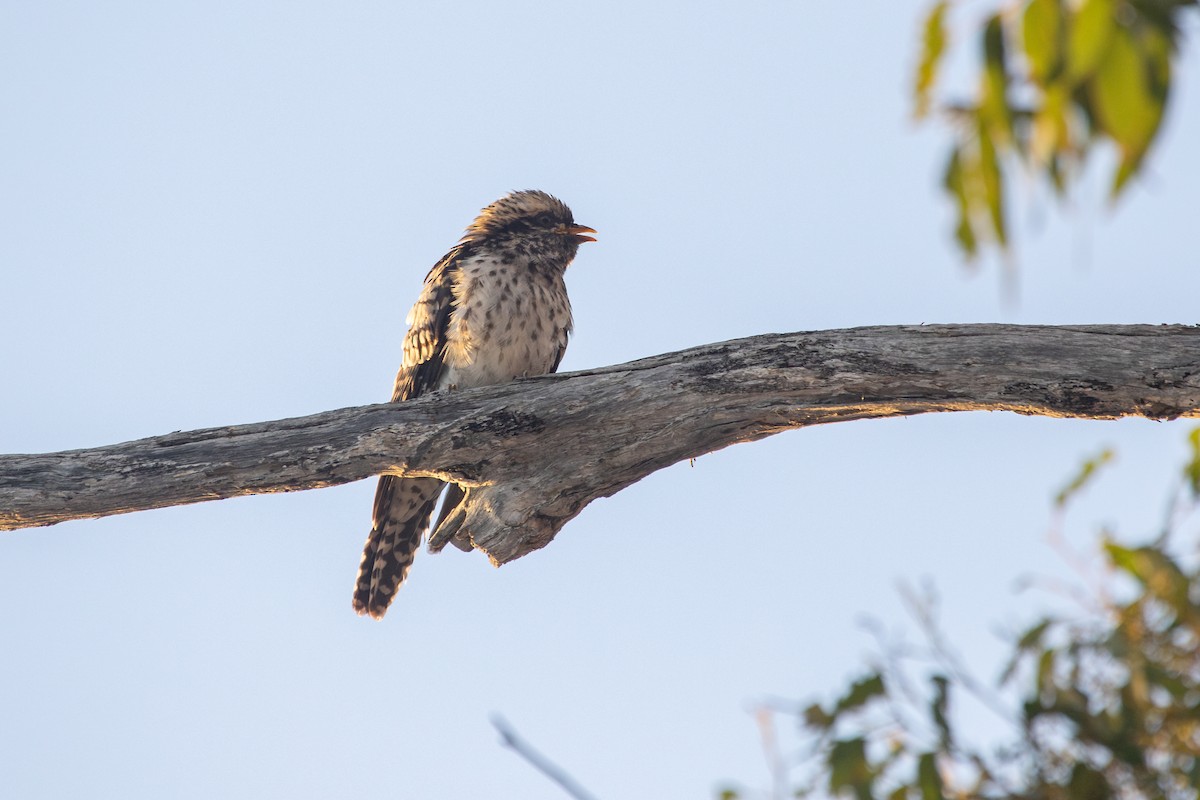 Pallid Cuckoo - Ramit Singal