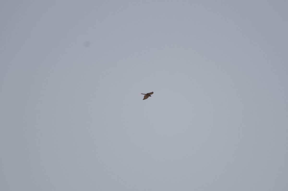 Eurasian Sparrowhawk - ML615204781