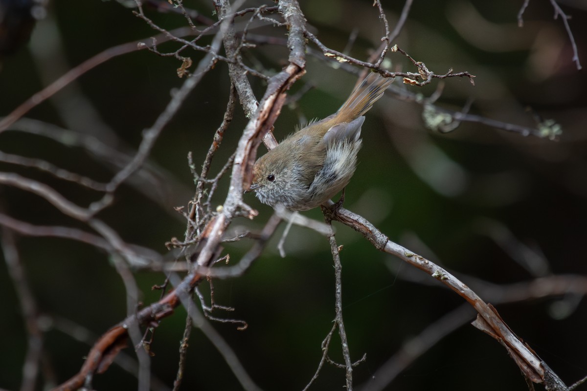 Tasmanian Thornbill - Ramit Singal