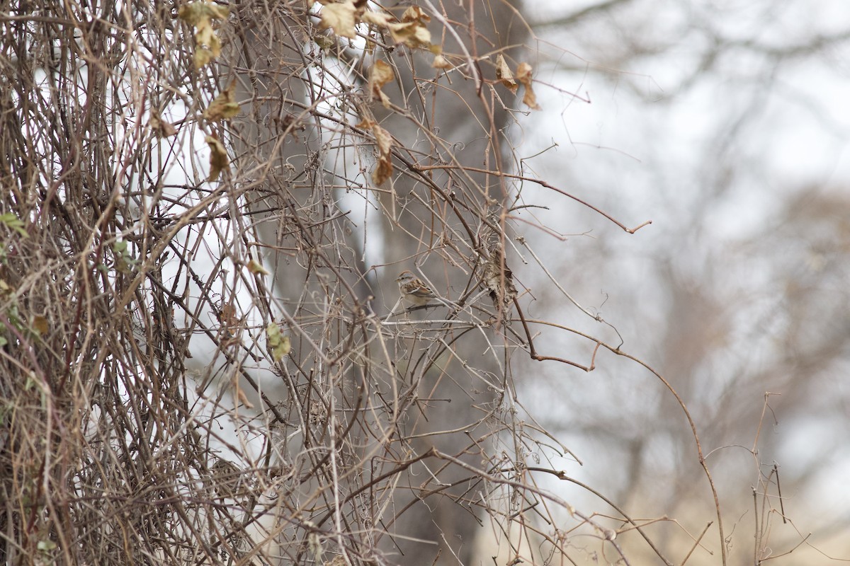 American Tree Sparrow - ML615204991