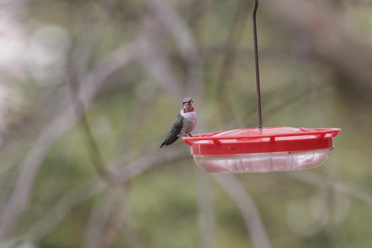 Anna's Hummingbird - ML615205089