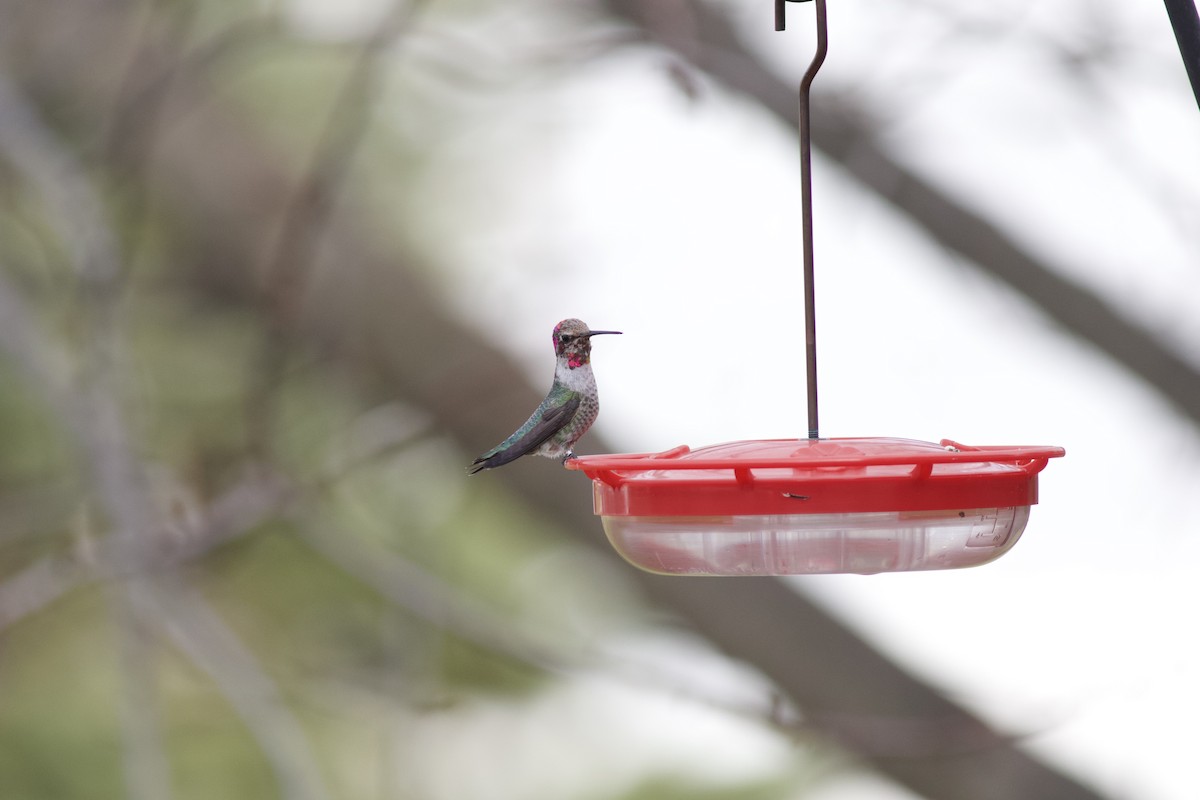 Anna's Hummingbird - ML615205090