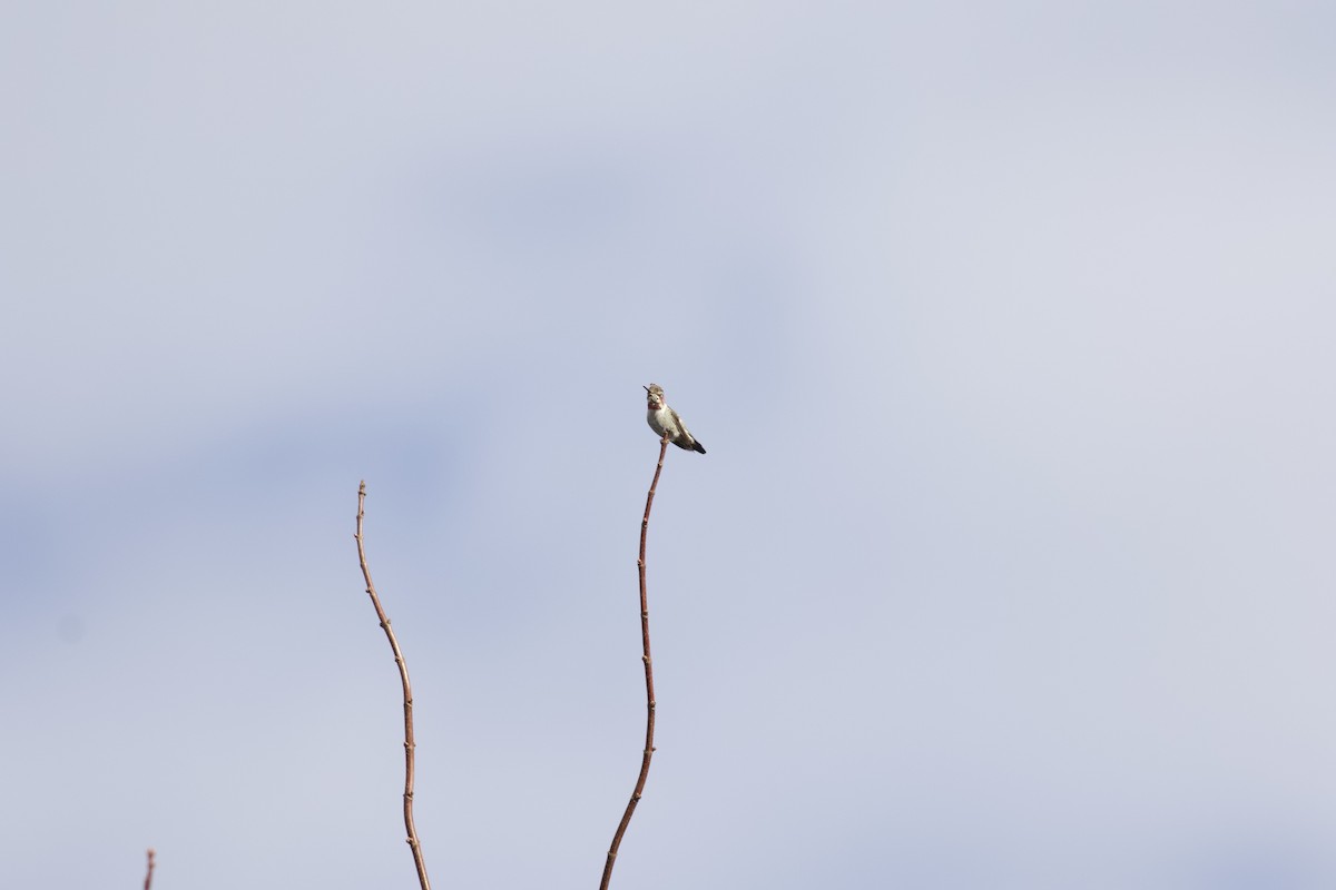 Anna's Hummingbird - ML615205092