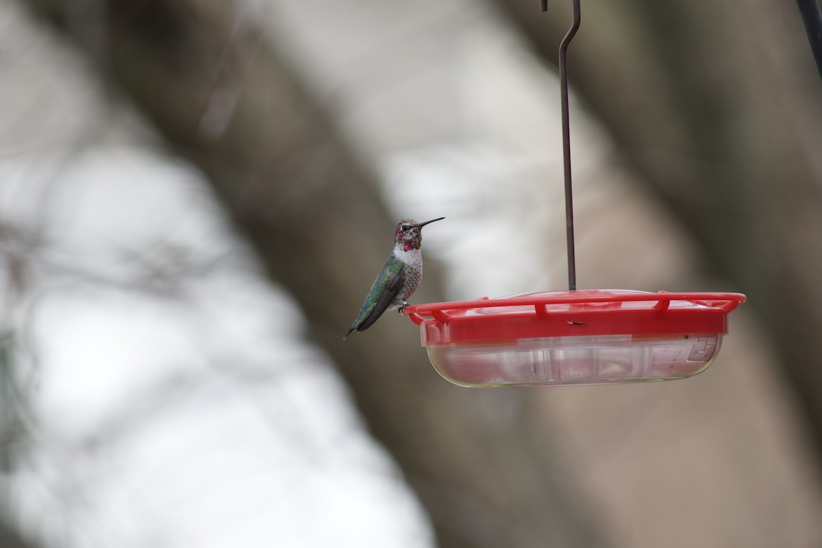 Anna's Hummingbird - ML615205093