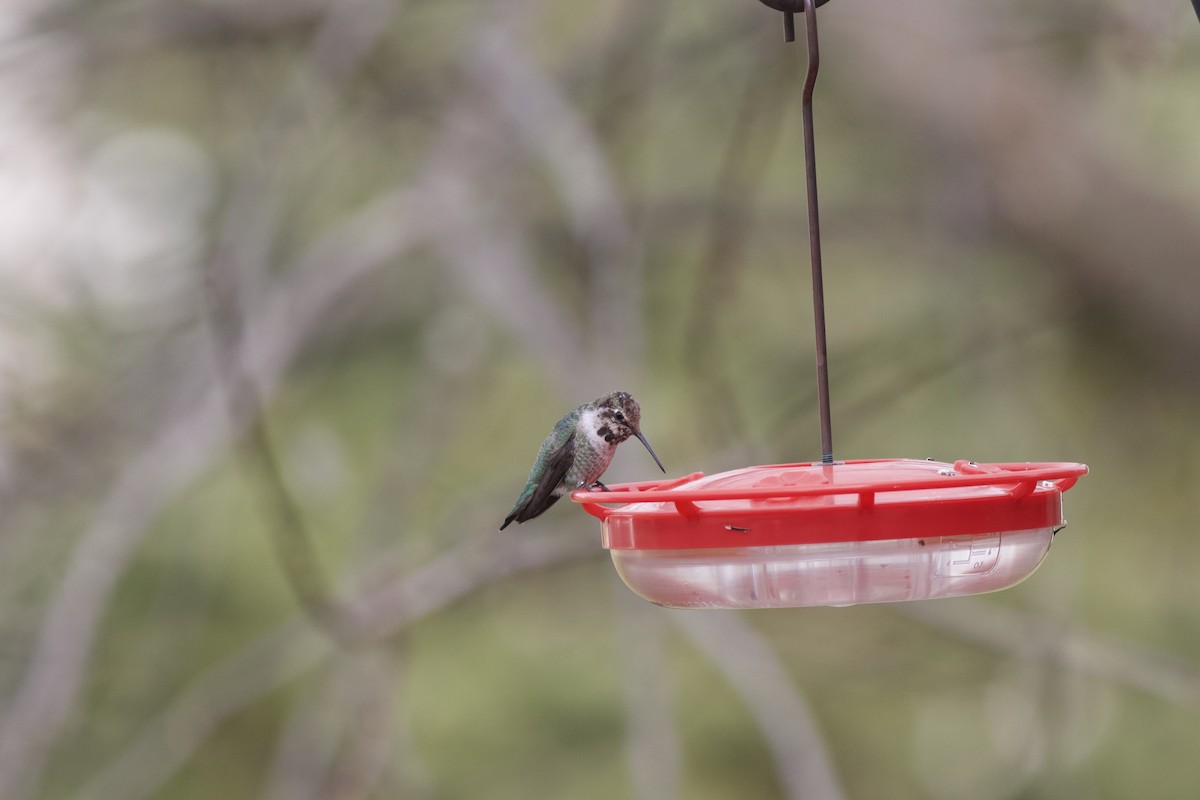 Anna's Hummingbird - ML615205094