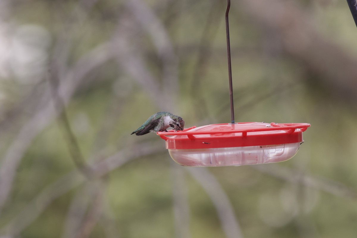 Anna's Hummingbird - ML615205096