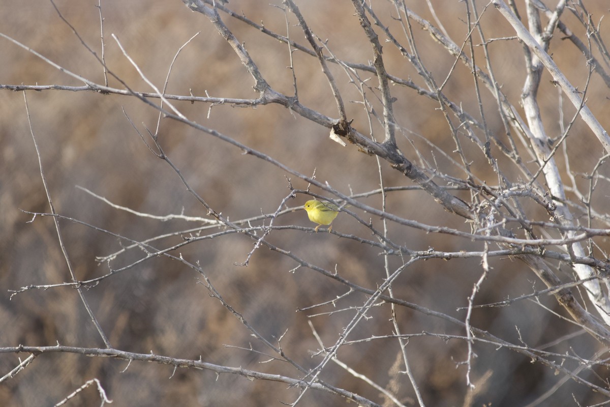 Yellow Warbler - ML615205161