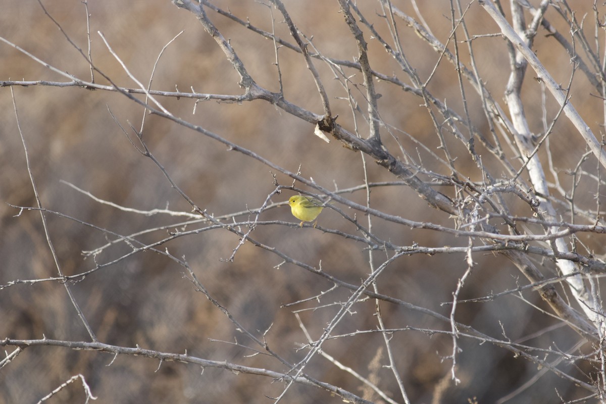 Yellow Warbler - ML615205162