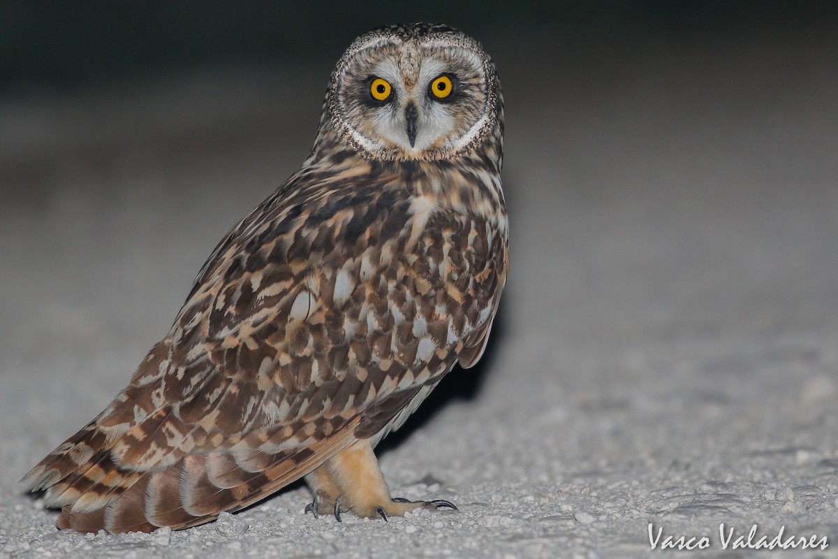 Short-eared Owl - ML615205182
