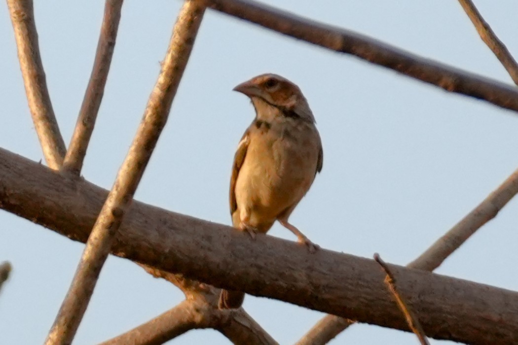 Chestnut-crowned Sparrow-Weaver - ML615205277
