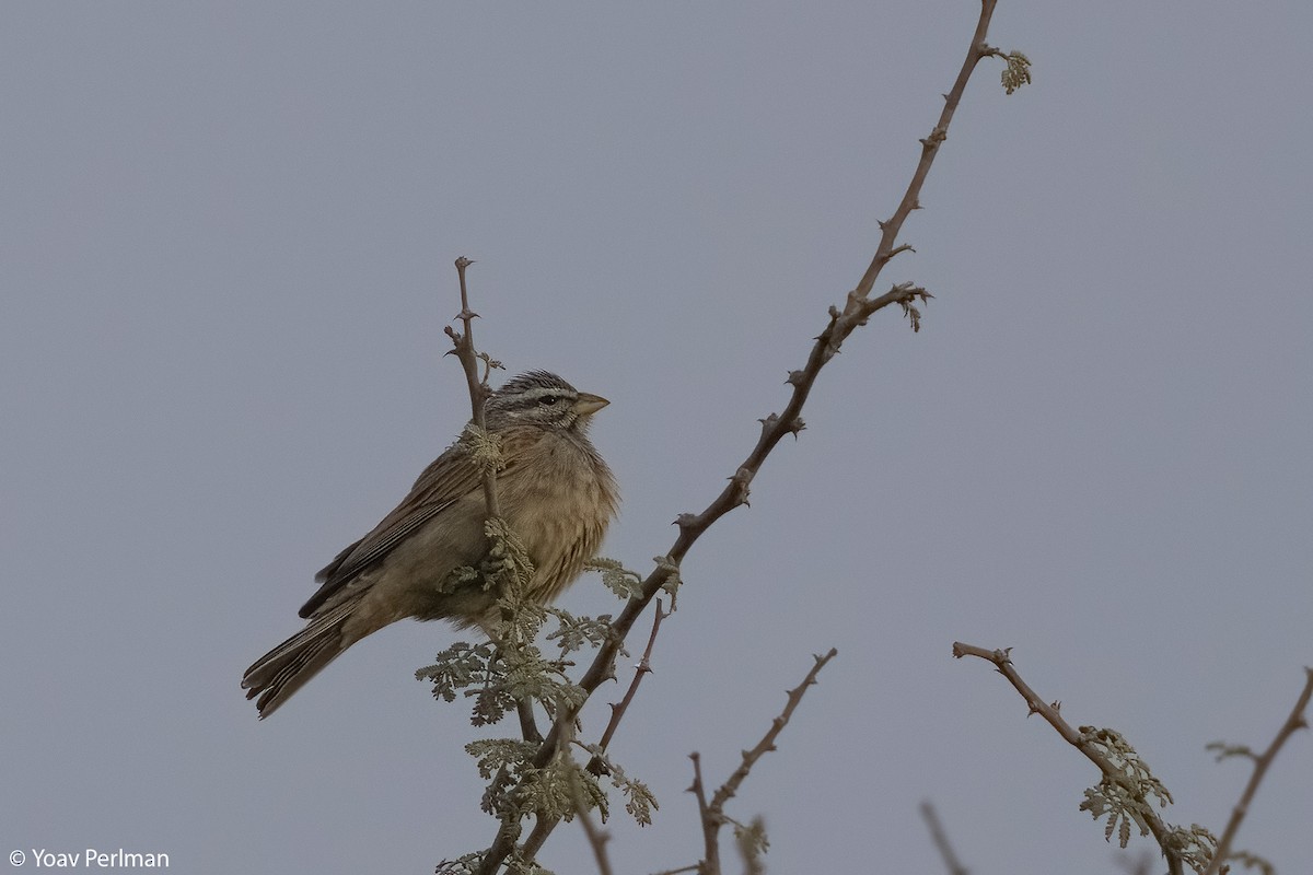 Striolated Bunting - ML615205566
