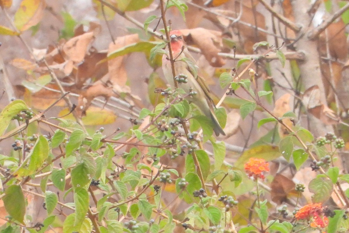 Common Rosefinch - Jageshwer verma