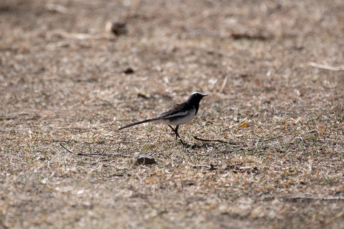 White-browed Wagtail - ML615205674