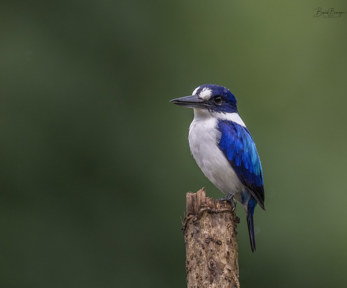 Blue-and-white Kingfisher - BIPLAB BANERJEE
