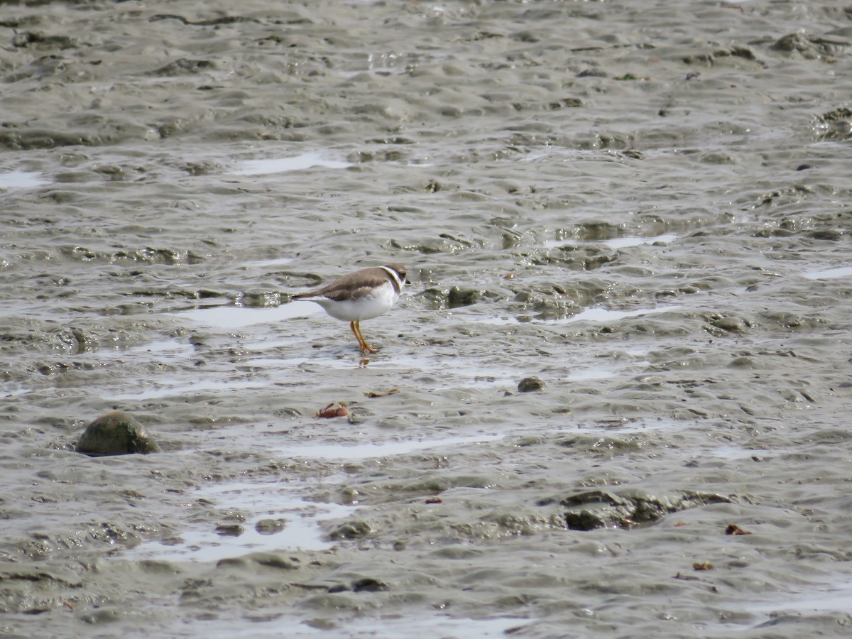 Semipalmated Plover - ML615206258
