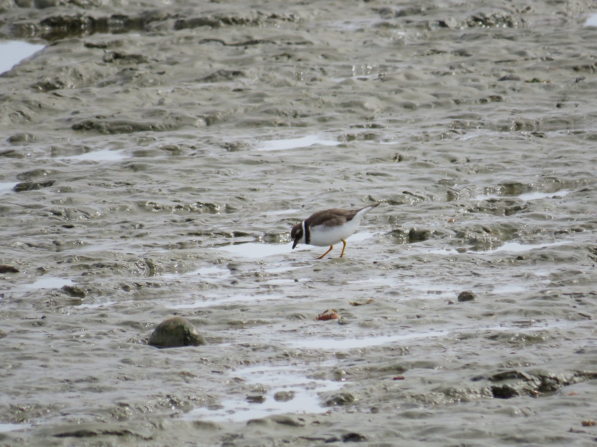 Semipalmated Plover - ML615206259