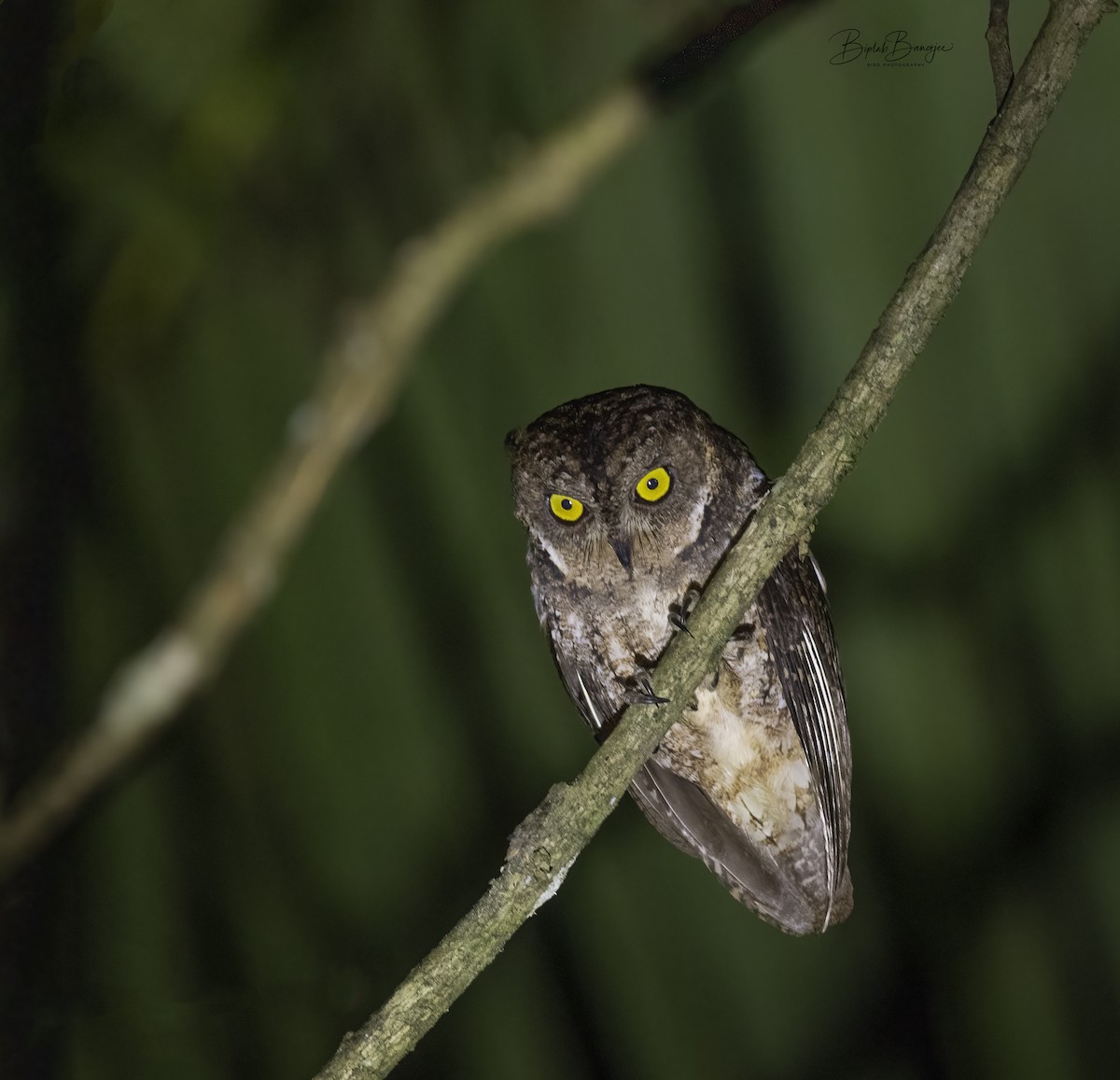 Sulawesi Scops-Owl - ML615206450