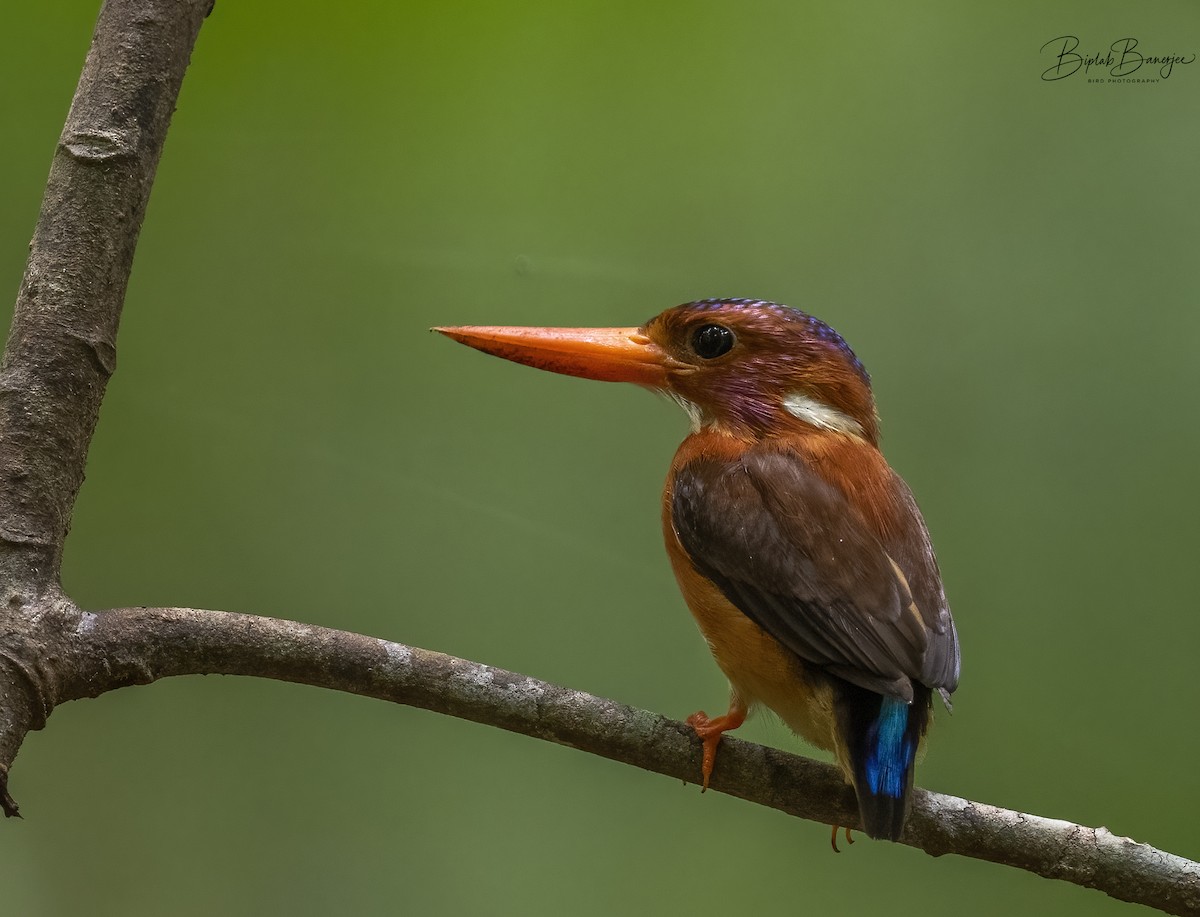 Sulawesi Dwarf-Kingfisher - ML615206469